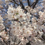 벚꽃엔딩