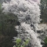 벚꽃