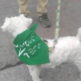 청주 정당연설회