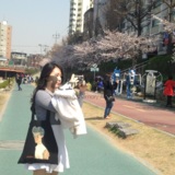 불광천 벚꽃길