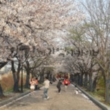20160407_병원가는꽃길3.jpg