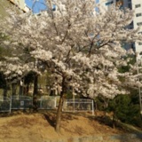 놀이터에 활짝핀 벚꽃