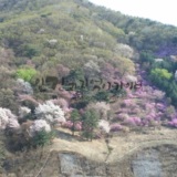 몇일만에 꽃들이 옷을 갈아입는다~