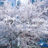 2016 봄, 벚꽃