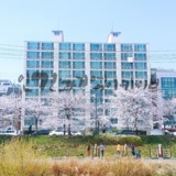 2016 봄, 벚꽃