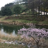 20160413_학여울역근처 양재천.jpg