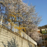 오후 벚꽃