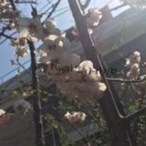 벚꽃엔딩