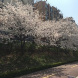벚꽃엔딩
