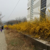 버스정거장 개나리