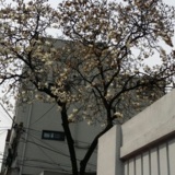 상수동 목련