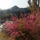 봉은사 봄꽃<br />
