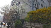 20160410_서초동_집앞꽃.jpg